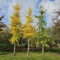 Ginkgo biloba - Middelste boom najaar 2025 is nr 2584.