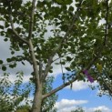 Malus domestica 'Schone van Boskoop' - Foto 2