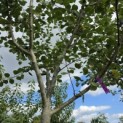 Malus domestica 'Schone van Boskoop' - Foto 3