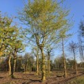 Fagus sylvatica - april 2026