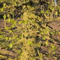 Fagus sylvatica - 8