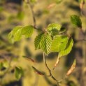 Fagus sylvatica - 6