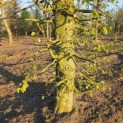 Fagus sylvatica - 7