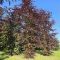 Fagus sylvatica 'Atropunicea' - Foto 5