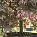 Acer palmatum 'Garnet' - 8