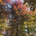 Fagus sylvatica 'Atropunicea' - Foto 3