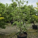 Malus Trilobata - 2