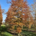 Fagus sylvatica 'Atropunicea' - 1