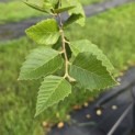 Betula nigra - 1