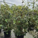 Viburnum plicatum 'Popcorn' - Foto 1