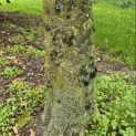 Carpinus betulus 'Frans Fontaine' - Foto 2