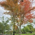 Acer palmatum - Foto 1