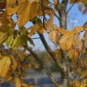 Parrotia persica 'Vanessa' - 3