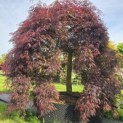 Acer palmatum 'Inaba Shidare' - 5