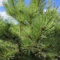Pinus nigra 'Nigra' - Foto 1