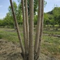 Sophora japonica - Foto 5