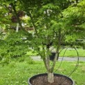 Acer palmatum - Foto 3