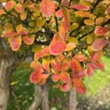 Lagerstroemia indica 'Rosea' - 2