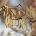 Corylus avellana 'Contorta'