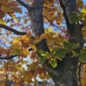 Fagus sylvatica - november 2025