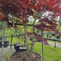 Acer palmatum 'Bloodgood' - Foto 1
