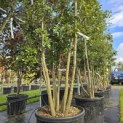 Quercus ilex - 1