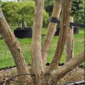 Heptacodium miconioides - Foto 5