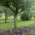 Platanus hispanica dak of knotvorm - 2
