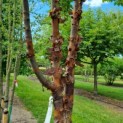Acer griseum - stam