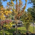 Prunus avium 'Sunburst' - 1