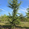 Cedrus libani - 2
