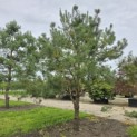 Pinus sylvestris - Foto 4