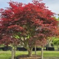 Acer palmatum 'Sumi-Nagashi' - 5