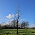 Liriodendron tulipifera - vak A.  rand.  Februari 2025