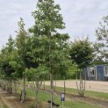 Liquidambar styraciflua - 5