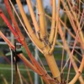 Acer palmatum 'Bi-hoo' - 2