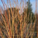 Acer palmatum 'Bi-hoo' - 1