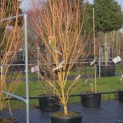 Acer palmatum 'Bi-hoo' - 3