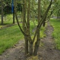 Acer campestre - 1