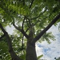Juglans Nigra - 8