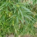 Acer palmatum 'Dissectum'