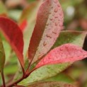 Photinia fraseri 'Red Robin'