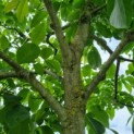 Juglans Regia - Afbeelding 5