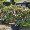 Rhododendron Yakusmani 'Marlis' - 6