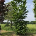 Fagus sylvatica - 2