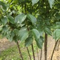 Cornus Mas - 1