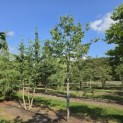 Castanea sativa 'Lyon' - Foto 2