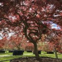 Acer palmatum 'Garnet' - 1