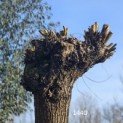 Salix Alba - 1