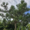 Pinus nigra subsp. Nigra - 2